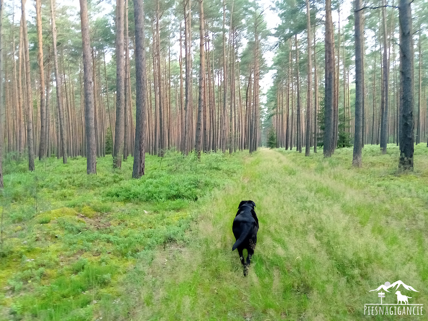 Węgliniec