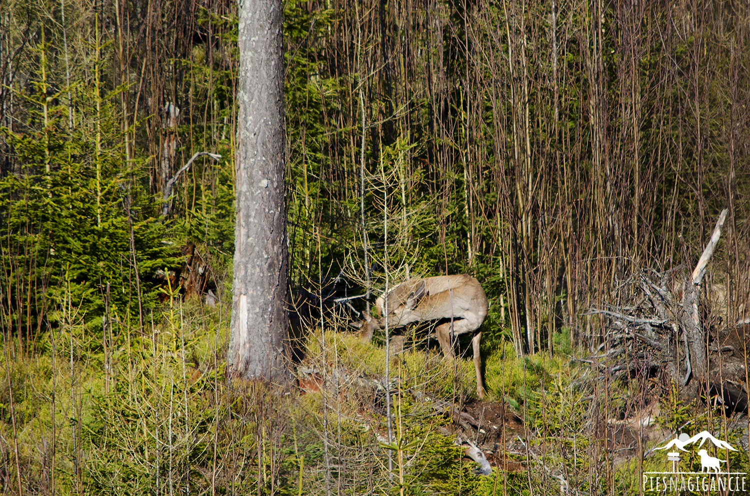 Štrbské pleso – Žabie pleso