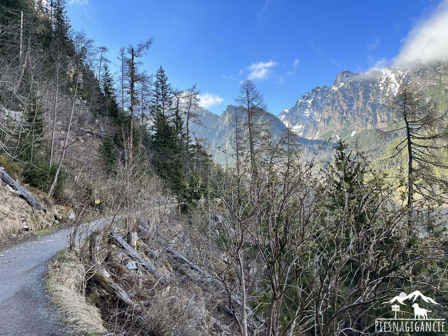 Tatry slowackie z psem