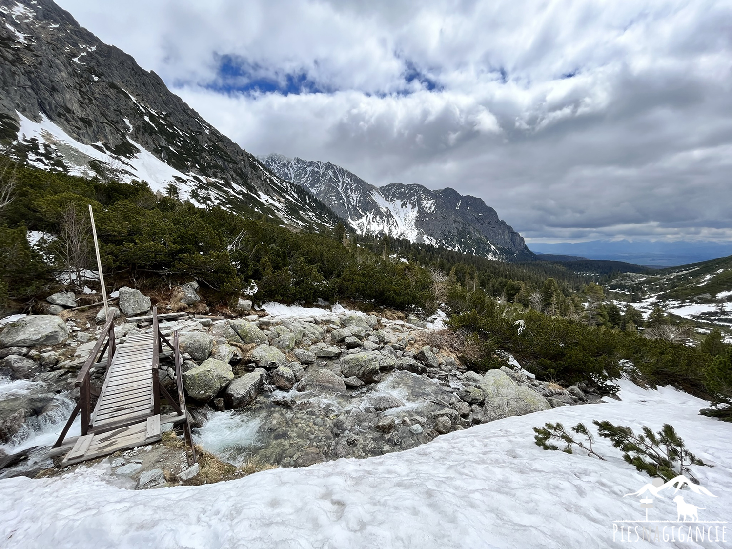 tatry z psem