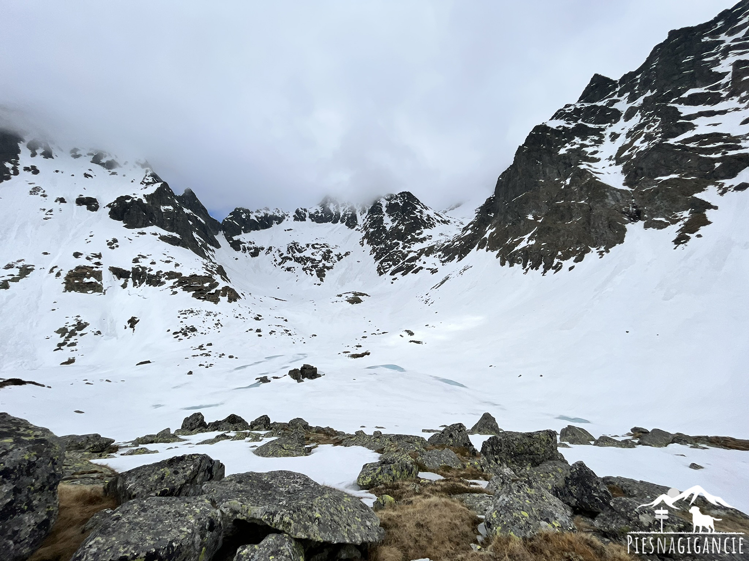 tatry z psem