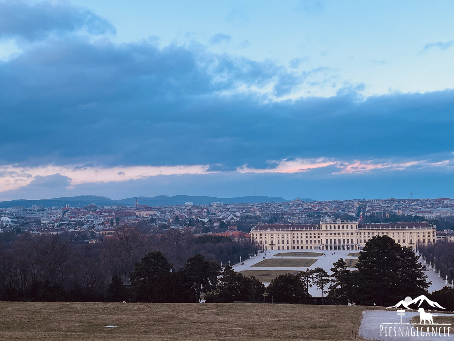 Pałac Schönbrunn z psem