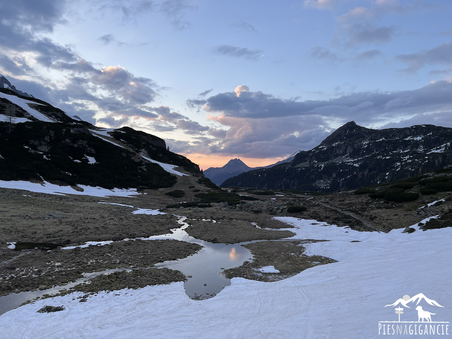 pies w alpach austria