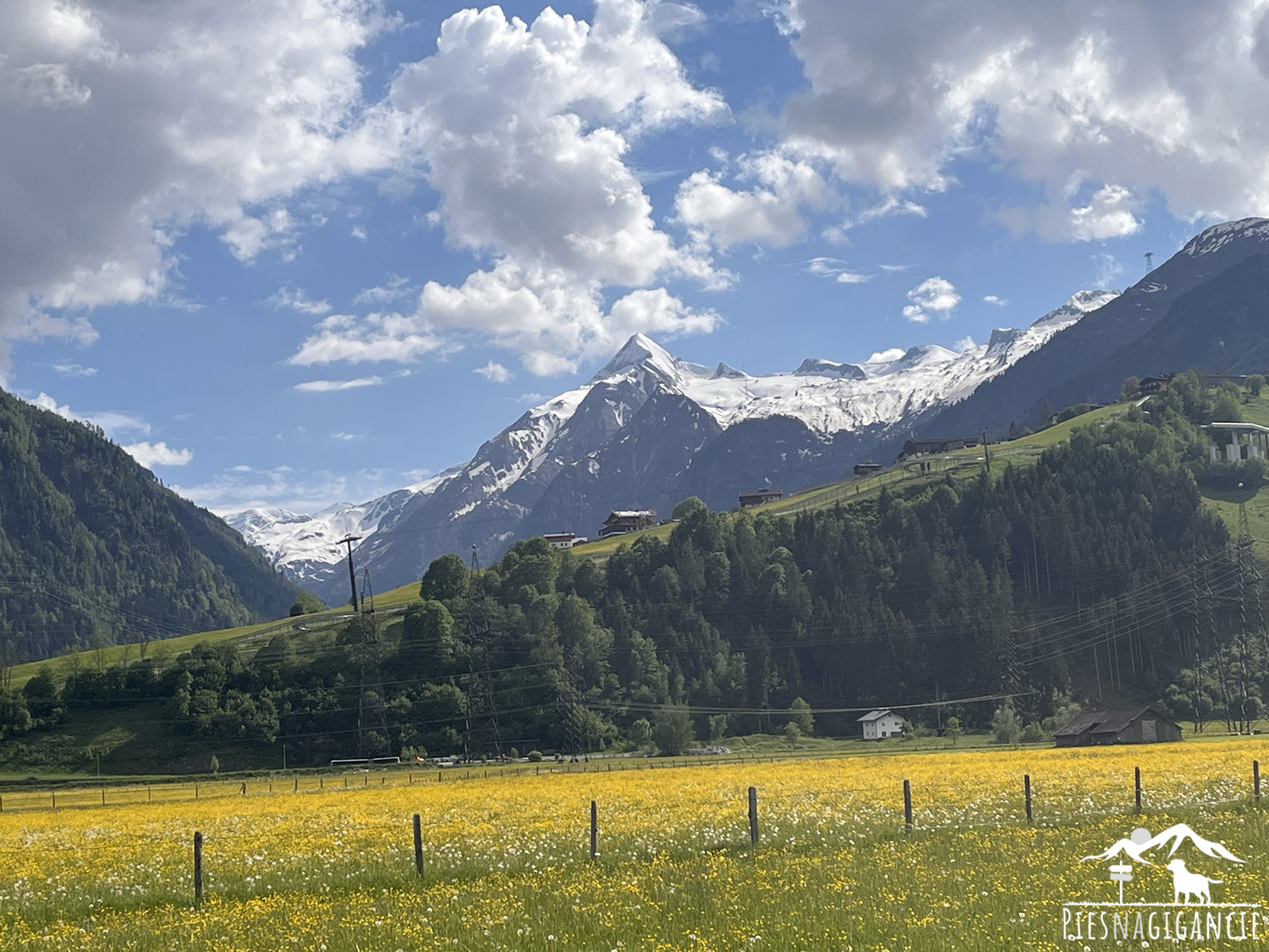 Pies w gorach austria